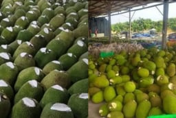 Vì sao nhiều người bán cắt một phần đầu quả mít rồi bôi chất trắng lên? Sự thật không phải ai cũng biết