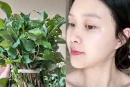 Cách dùng rau diếp cá thu nhỏ lỗ chân lông, da trắng hồng, mờ thâm
