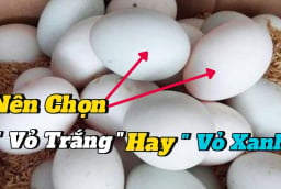 Chọn trứng vịt nên chọn quả vỏ xanh hay vỏ trắng?