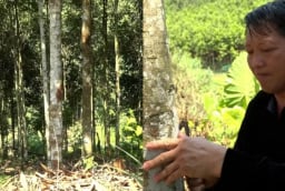 Từ vùng đất hoang sơ đến “thủ phủ tỷ phú quế”: Câu chuyện đổi đời của người Mông ở Mỏ Vàng
