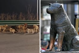 Hachiko đợi chủ suốt 9 năm và đàn chó trung thành vượt 17km trở về nhà