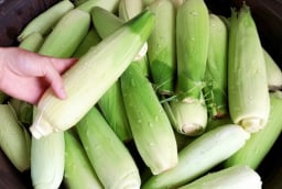 Luộc ngô đừng vội bóc sạch vỏ: Cho thêm thứ này vào nồi, ngô ngọt lịm mọng nước