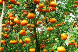 Cổ nhân dạy: Trồng 3 cây này trước cửa nhà để con cháu hưởng phúc, thịnh vượng suốt 3 đời