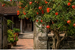 Vì sao nhiều nhà giàu xưa thích trồng cây lựu trước nhà? Hóa ra vì lý do này