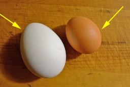 Trứng gà vỏ trắng và vỏ nâu, loại nào bổ hơn?