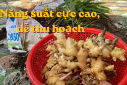Cách trồng gừng trong bao tải, củ nhiều, thu hoạch dễ
