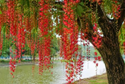 Cây lộc vừng nở hoa mang ý nghĩa gì? Người xưa coi là tín hiệu tốt nhưng cần lưu ý vài điều