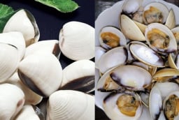 Mẹo để ngao nhả sạch cát nhanh: Đừng chỉ ngâm nước, nhiều người đang làm sai từ bước đầu