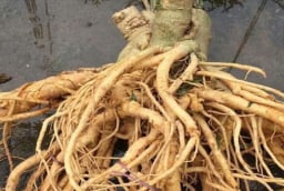 Củ đinh lăng có phải càng lâu năm càng tốt? Mẹo chọn củ đinh lăng chuẩn, tránh mua nhầm