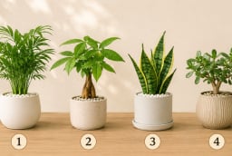 Quiz: Chậu cây bạn thích nhất có thể phản ánh xu hướng vận trình tuần tới sẽ lên hay xuống