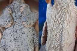 Cách nhổ sạch lông măng, khử mùi hôi của vịt