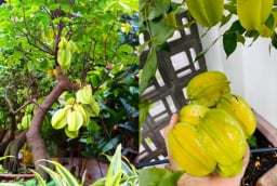 Cách trồng khế trong chậu nhanh có quả, quả sai trĩu cành