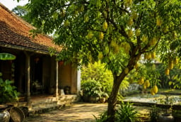 Vì sao người xưa thích trồng cây khế trong sân vườn nhà?