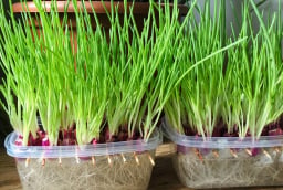 Cách trồng hành thủy sinh ăn cả năm không hết