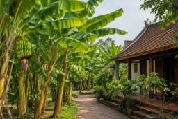 Vì sao người xưa nói không trồng chuối trước nhà nhưng chuyển ra sau nhà lại rất tốt?