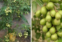 Cách trồng cóc Thái trong chậu cho quả sai trĩu chỉ sau vài tháng