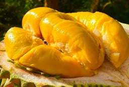 Người mắc 1 trong 5 bệnh này tuyệt đối đừng ăn sầu riêng