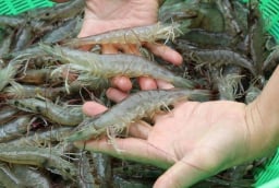 Đi chợ nhìn vòa chỗ này biết ngay tôm tươi hay không: Chị em nào cũng nên biết