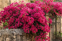 Loại nước tưới giúp hoa giấy trổ bông kín cành, càng nở càng rực rỡ