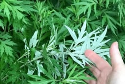 Tại sao người xưa khuyên trồng ngải cứu trước nhà?