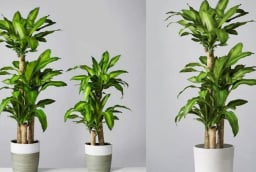 Vị trí tốt nhất để trồng cây thiết mộc lan: Đặt đúng chỗ mới hút tài lộc, gia chủ thêm vượng khí