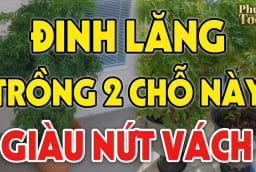 2 vị trí trồng Đinh Lăng hút tài lộc