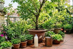 Đừng đổ nước vo gạo: Đây là 'phân bón vàng' giúp cây lớn nhanh, ít sâu bệnh