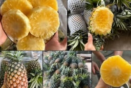 Chọn dứa nhắm trúng điểm này: Mật nhiều, mọng nước