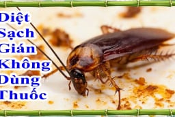 Cách đuổi gián không cần dùng hóa chất