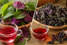 Nước lá tía tô khô và tía tô tươi khác nhau thế nào? Chọn loại nào tốt hơn?