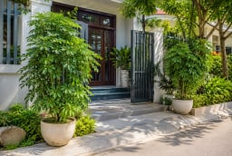 Có nên trồng cây Ngũ Gia Bì trước cửa?