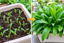 Cách trồng rau mùi tàu trong chậu nhanh được ăn, quanh năm xanh tốt, không phải gieo mới