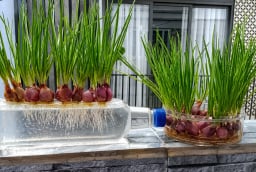 Cách trồng hành lá thủy sinh mầm lên tua tủa