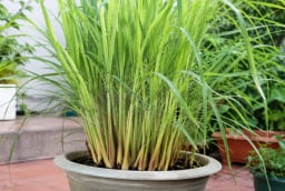 Cách trồng sả trong chậu cực dễ, đẻ nhiều nhánh, dùng được quanh năm