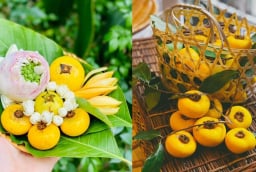Tại sao quả thị ăn được nhưng người ta chỉ để ngửi chứ không ăn?