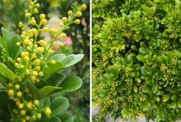Có nên trồng cây ngâu trước nhà?