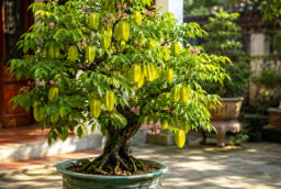 Người tuổi nào, mệnh nào được cho là 'hưởng vía giàu sang tài lộc' khi trồng cây khế phong thủy?