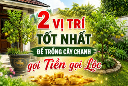 2 vị trí tốt nhất để trồng cây chanh gọi Tiền gọi Lộc