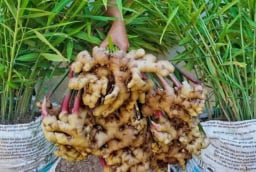 Cách trồng gừng nhanh mọc mầm, củ sai rúc rích
