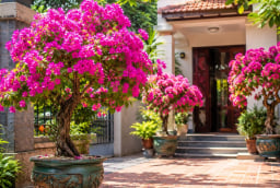 Vị trí tốt nhất trồng chậu hoa giấy để vừa đẹp vừa tốt phong thủy