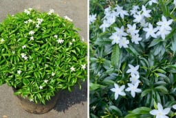 3 vị trí tốt nhất để trồng cây Mai Chiếu Thủy