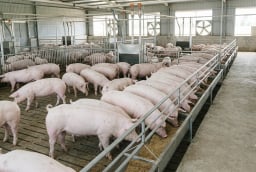 Giá heo hơi hôm nay 28/8: Miền Bắc tiếp tục giảm, thị trường ba miền đi về đâu?