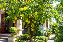 Trồng cây khế phong thủy: Nên trồng trước hay sau nhà để vừa đẹp vừa hút tài lộc?