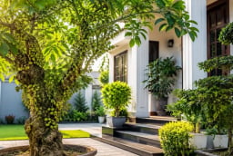 Trồng cây sung phong thủy nên trồng trước hay sau nhà? Vị trí nhiều người chọn sai