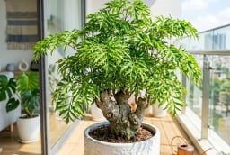 Người mệnh nào hợp trồng cây đinh lăng nhất?