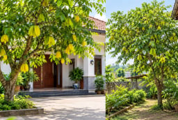 Trồng cây khế trước hay sau nhà tốt hơn? Người xưa có một lựa chọn đáng lưu ý