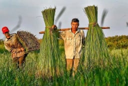 Những nghề mưu sinh nhọc nhằn từ đồng đất đến phố thị Việt Nam