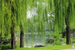 3 loại cây trồng trước nhà: Cây càng xanh người càng suy