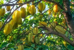 Trồng khế nên trồng khế chua hay khế ngọt