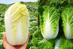 Mua cải thảo: Chọn cây trắng hay cây xanh mới ngon?